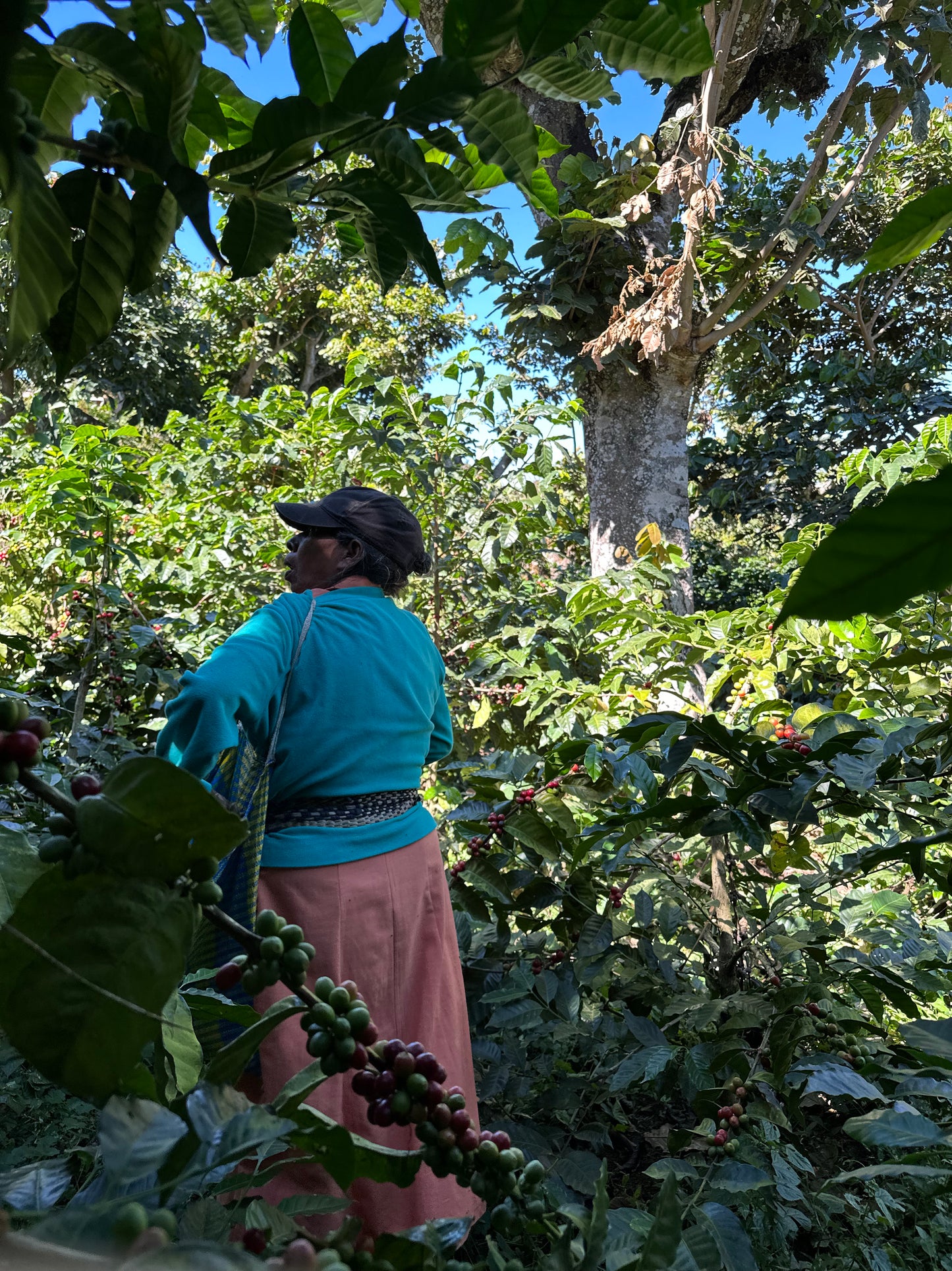 Person working in a coffee plantation with coffee trees and cherries.