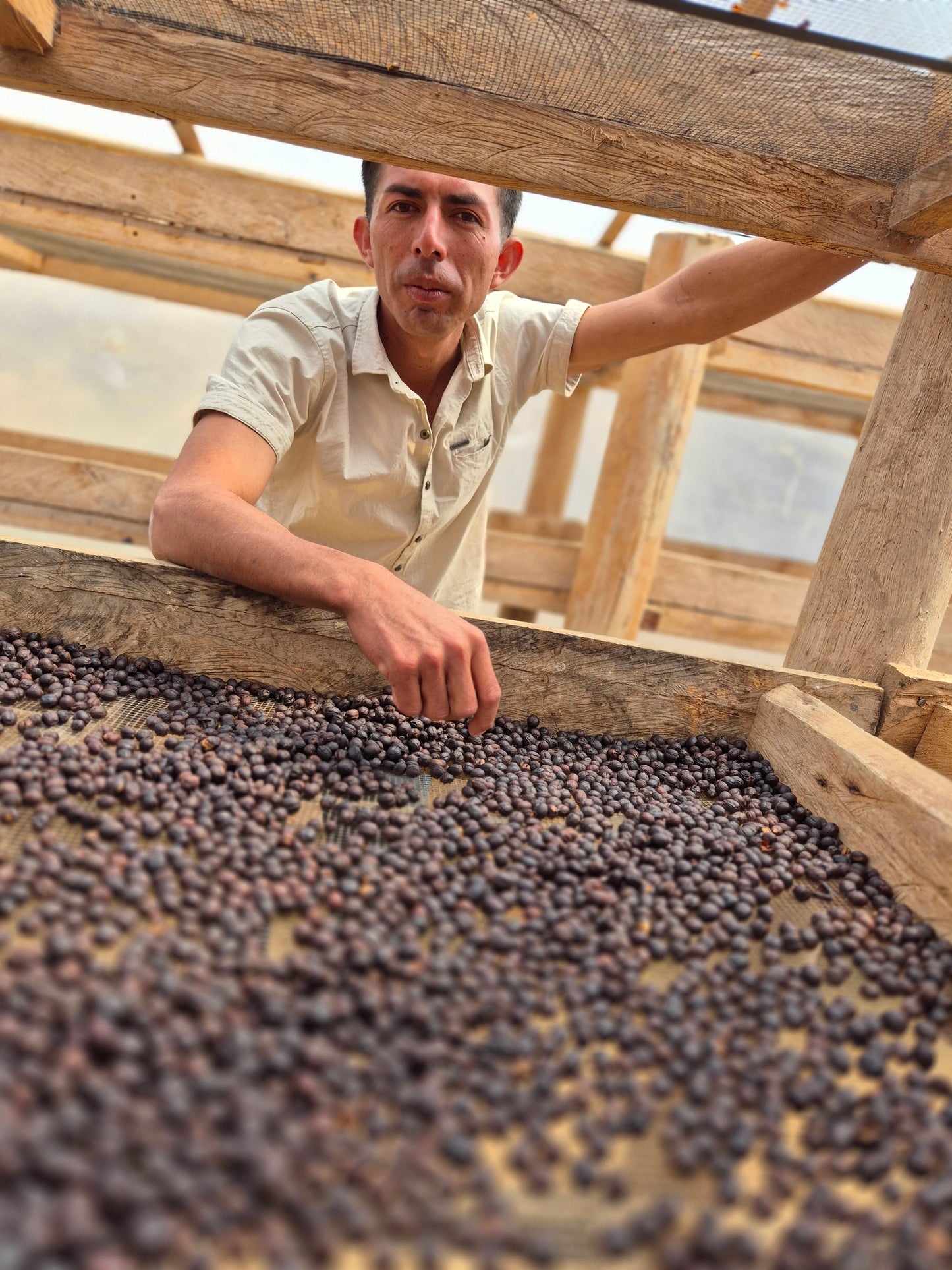 Gesha-ish • Peru • Natural Process • Hermanos Guerreros