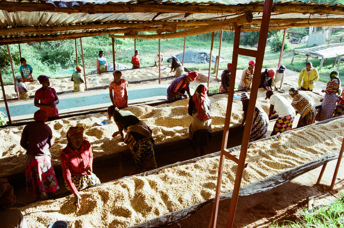 Workers in Rwanda sorting coffee beans while they dry on African Raised beds.