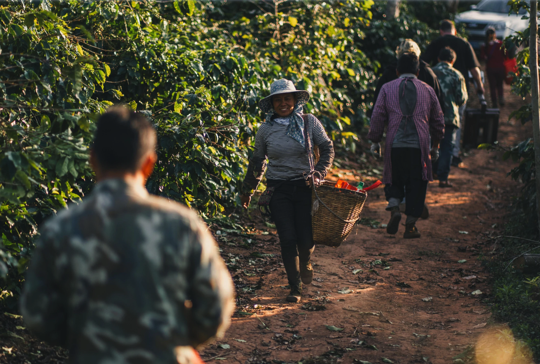 People walking through a coffee plantation with one person carrying a basket.