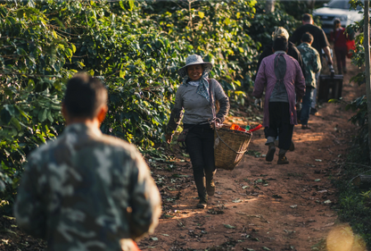 People walking through a coffee plantation with one person carrying a basket.