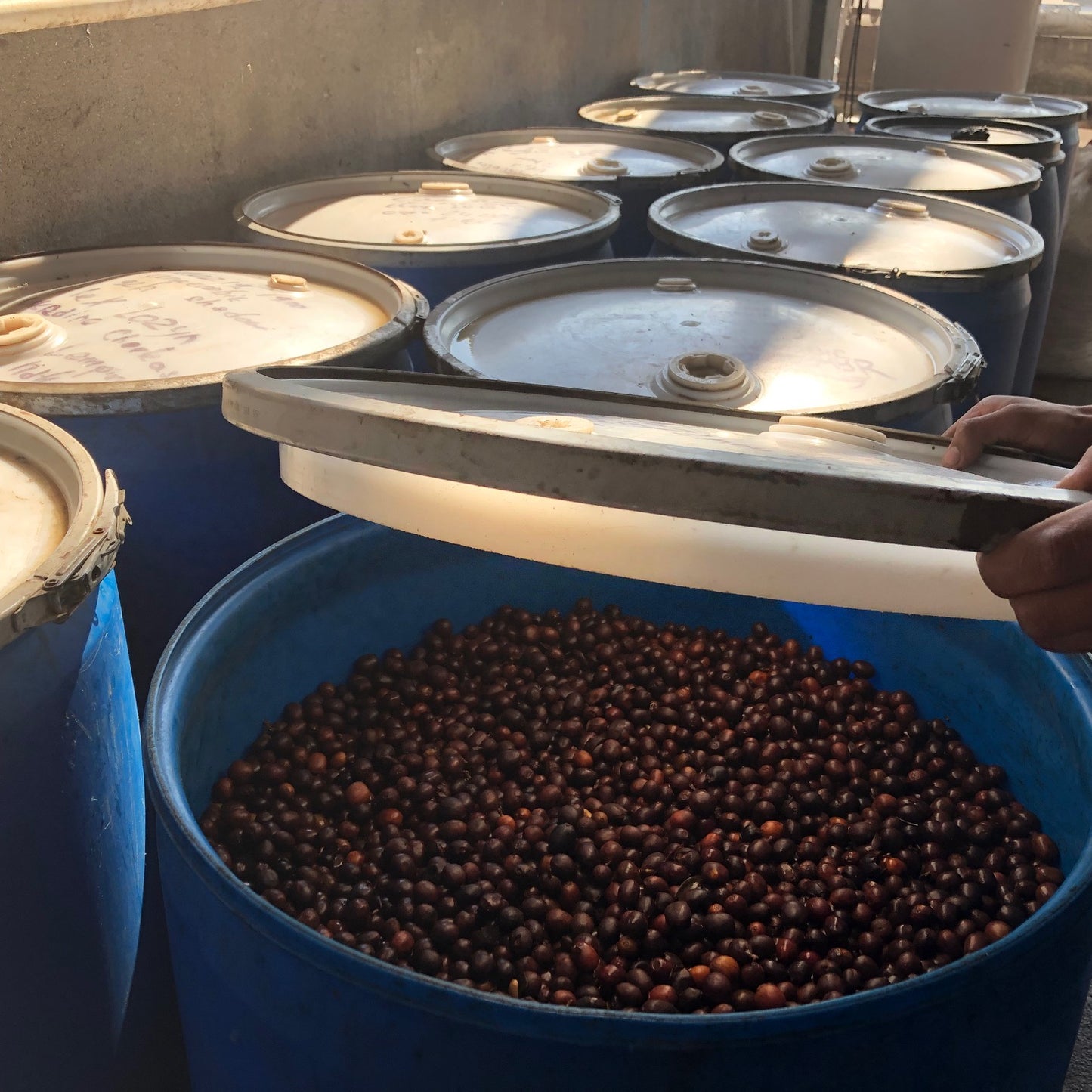 Coffee Fermentation Tanks