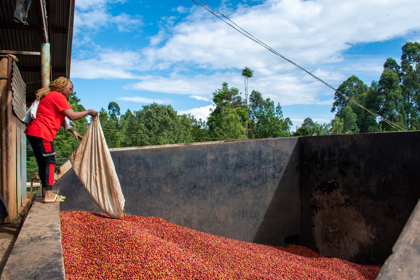 Hi Babes! • Kenya Keini AB • Washed Process • Single Origin