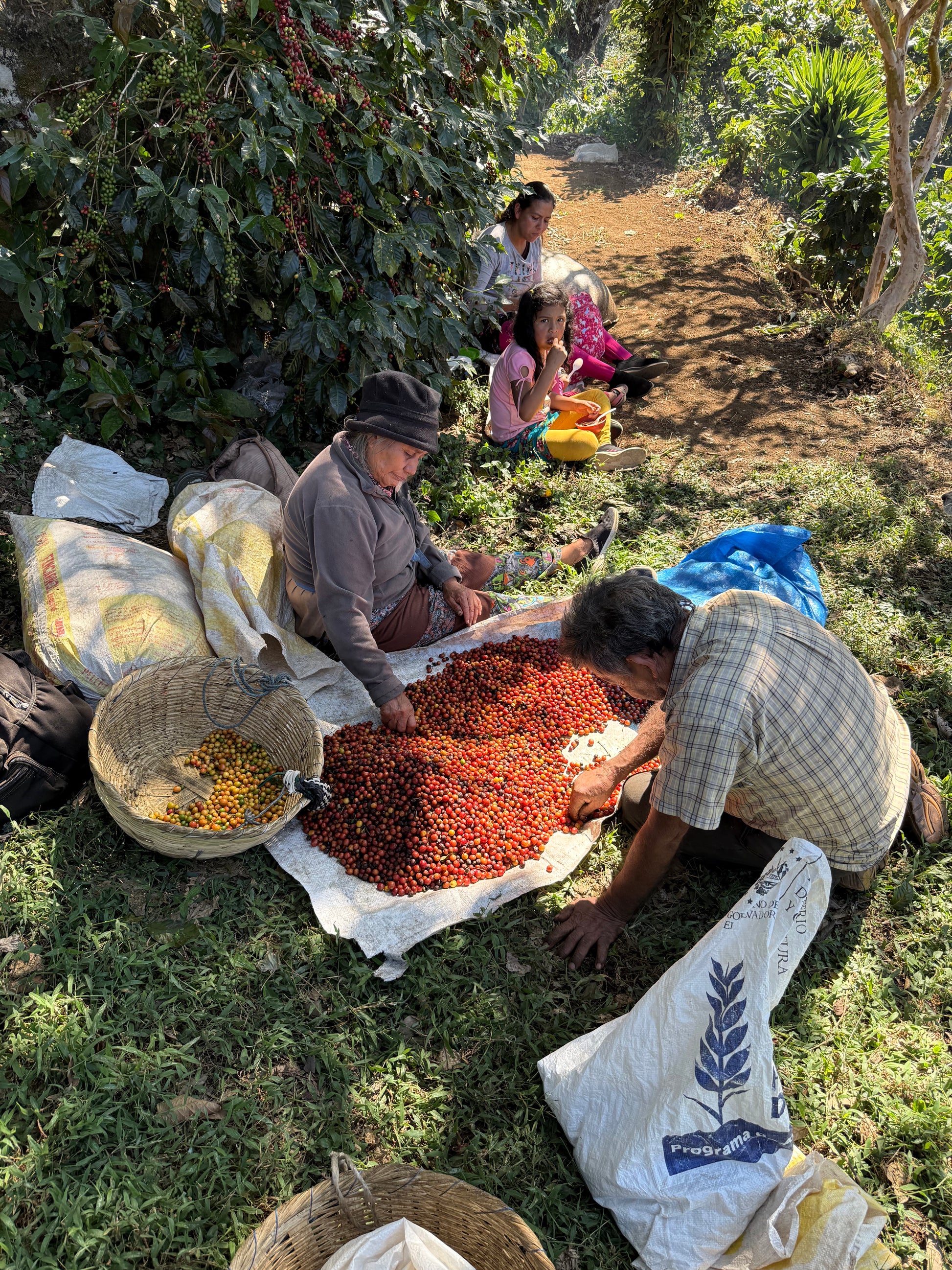 People sorting coffee beans in a field with greenery around