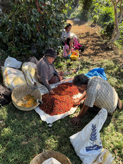 People sorting coffee beans in a field with greenery around