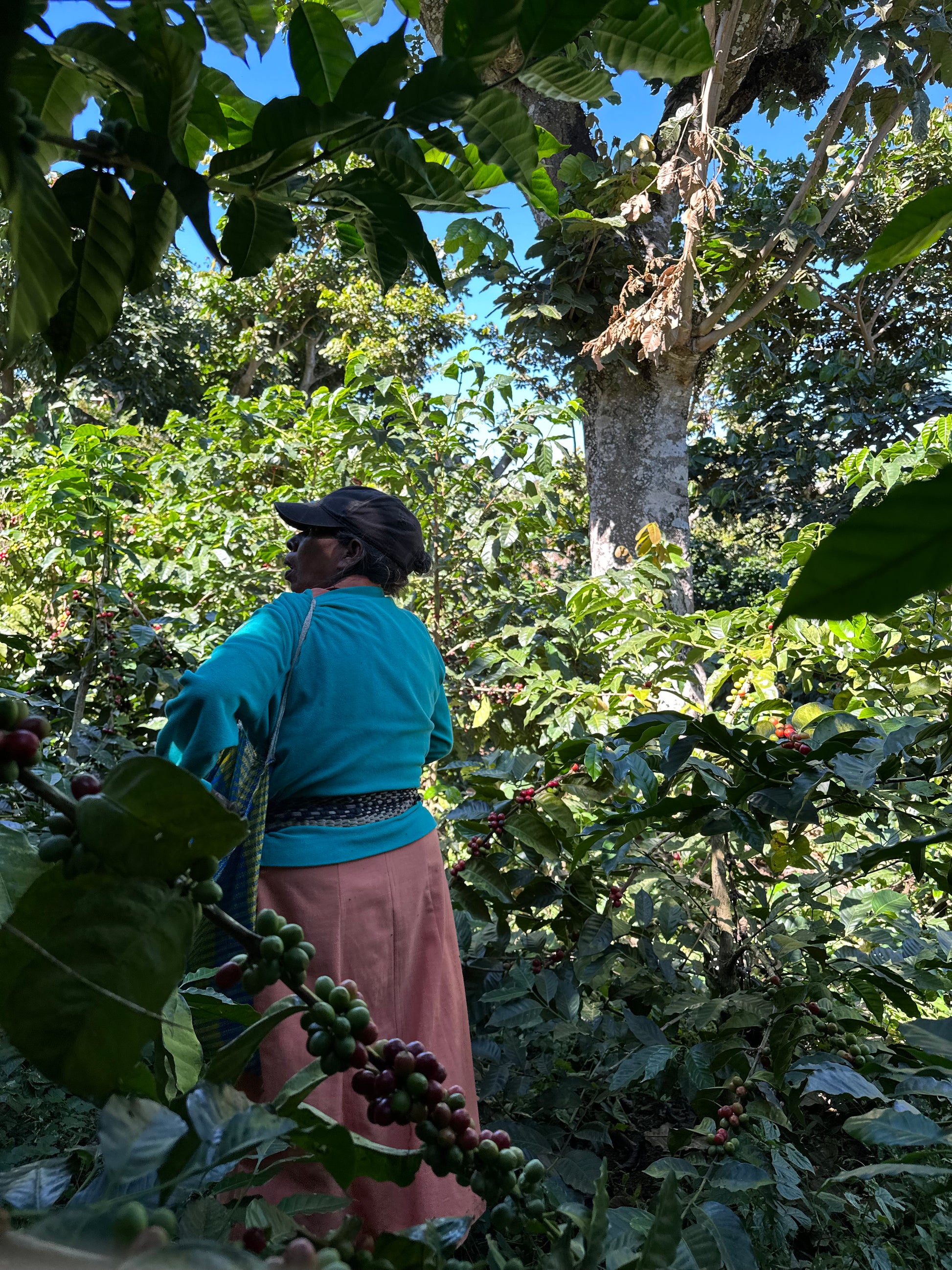 Person working in a coffee plantation with coffee trees and cherries.