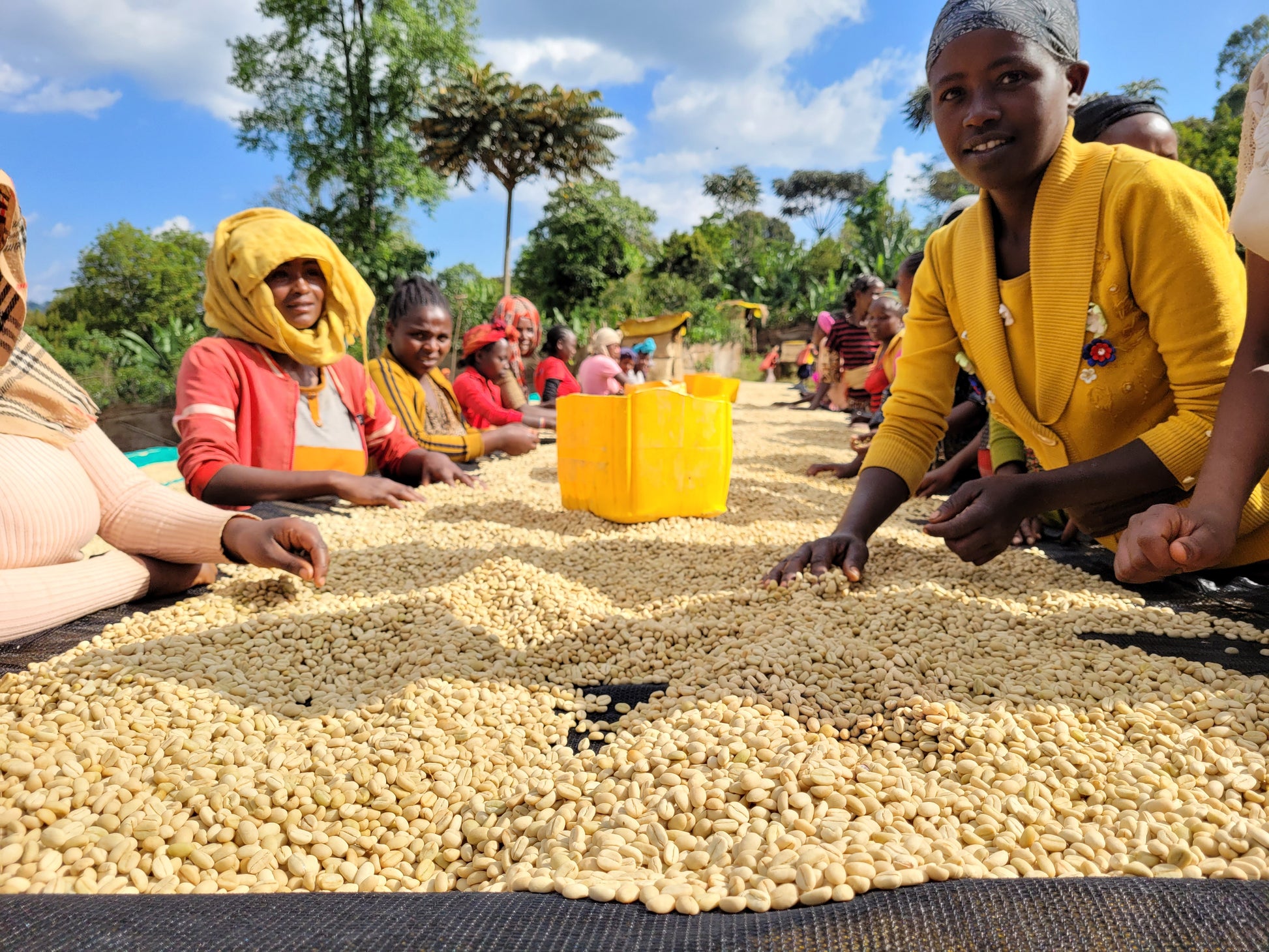 £thiopian women sorting through coffee beans on an African Rasied Bed. 