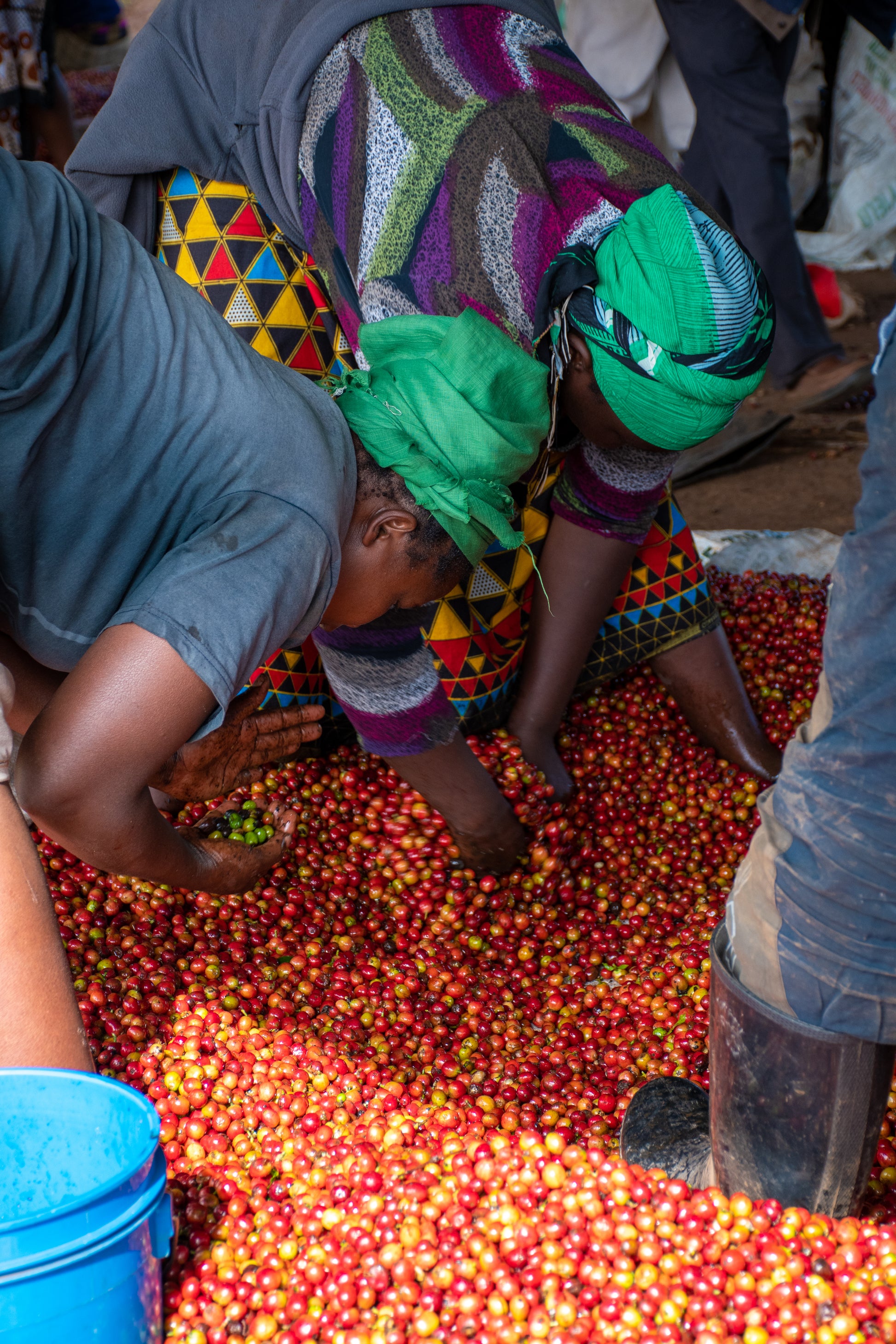 Workers wearing colorful patterned clothing and green headwraps bend over a large pile of red and yellow coffee cherries on the ground in a wash station in Kenya.