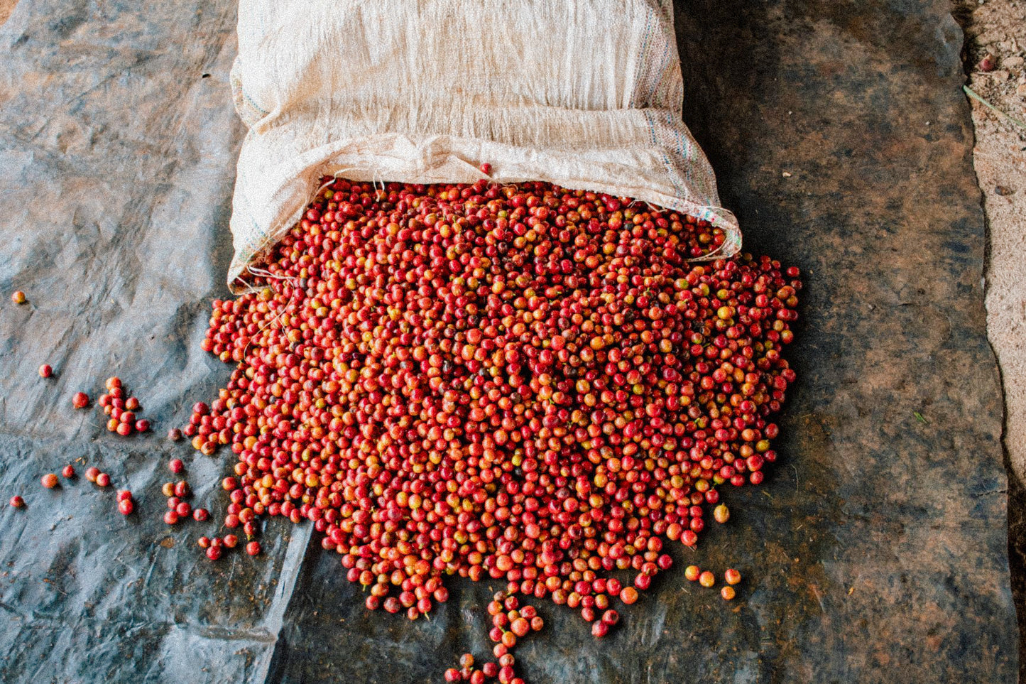 Hi Babes! • Kenya Ndaini AA • Single Origin