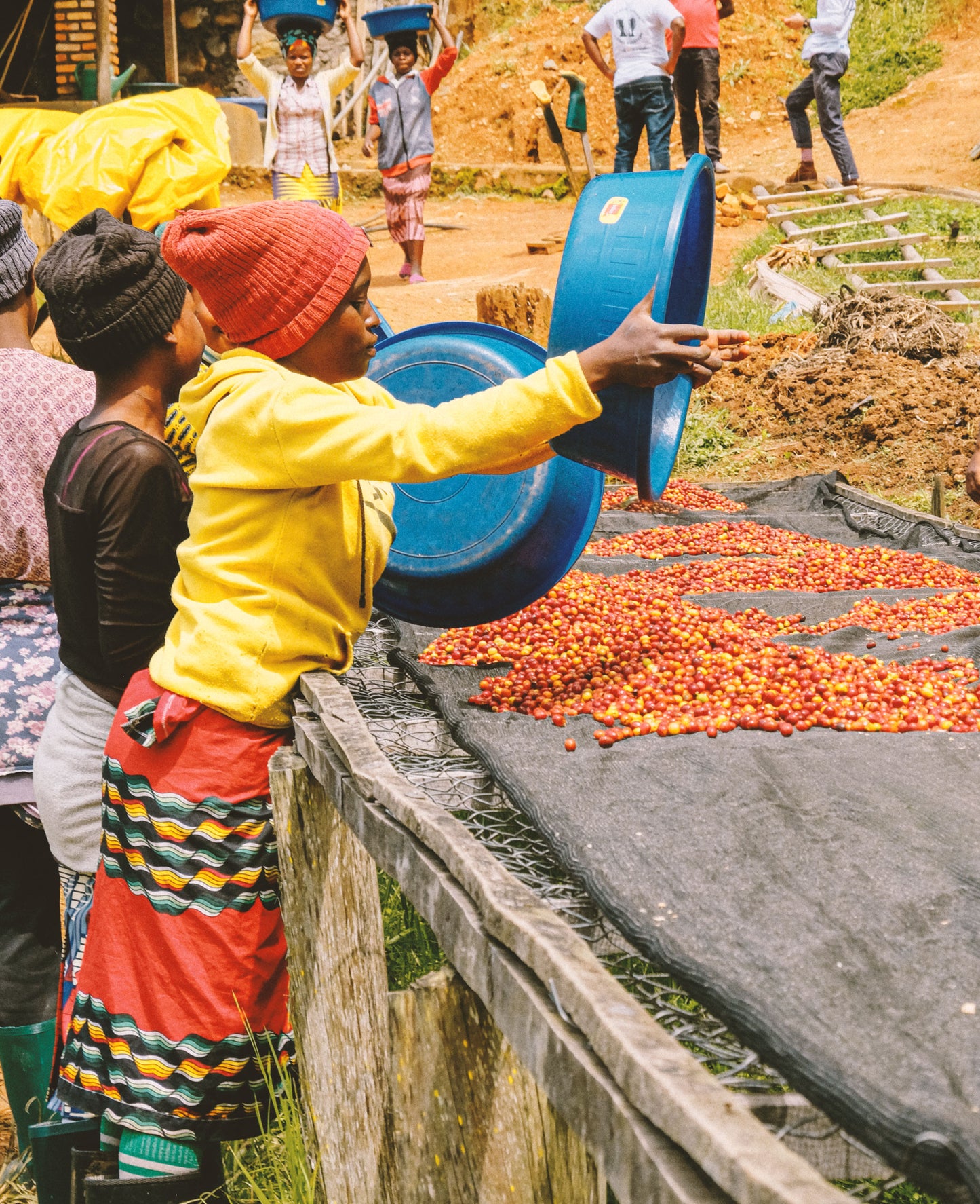 Woman sorting coffee beans, Karambi Mountain Rwanda